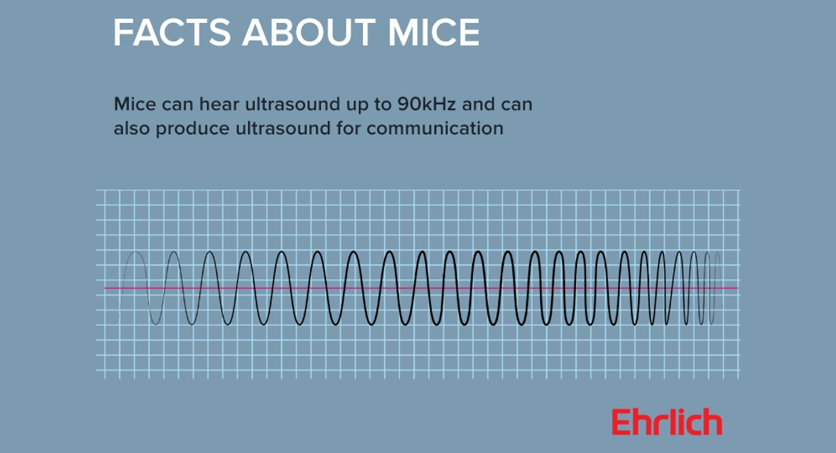 Facts about mice