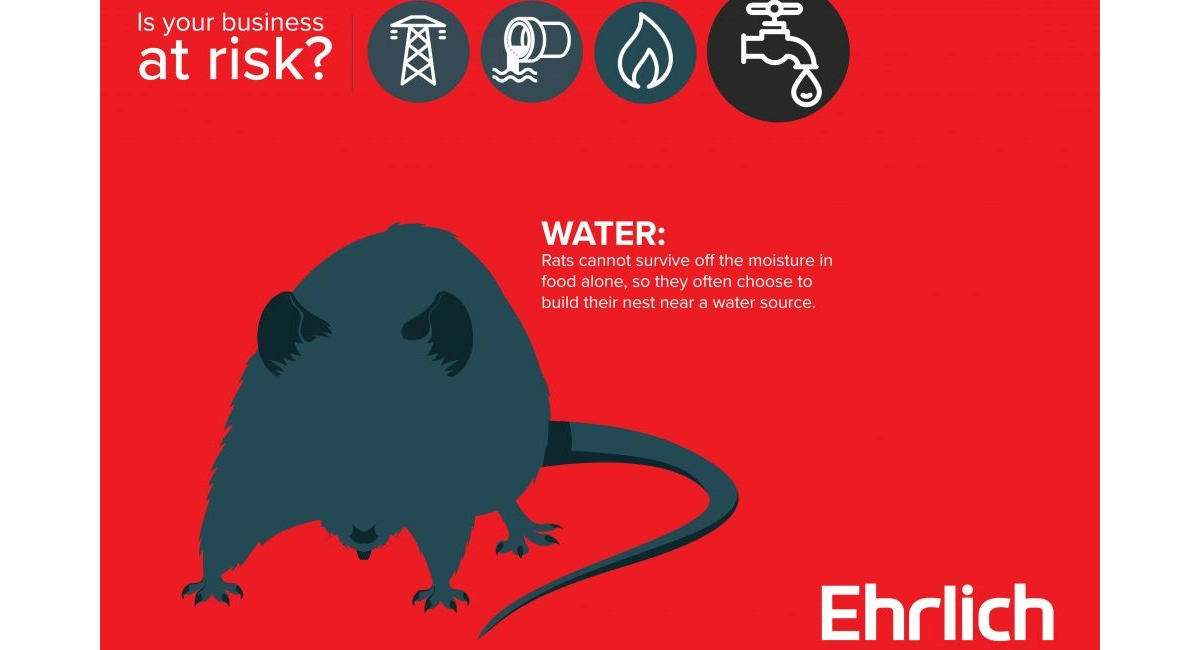 rats need water
