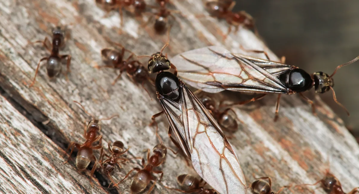 Colorado field ant with queen