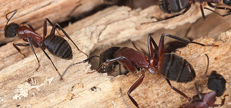 Carpenter Ants