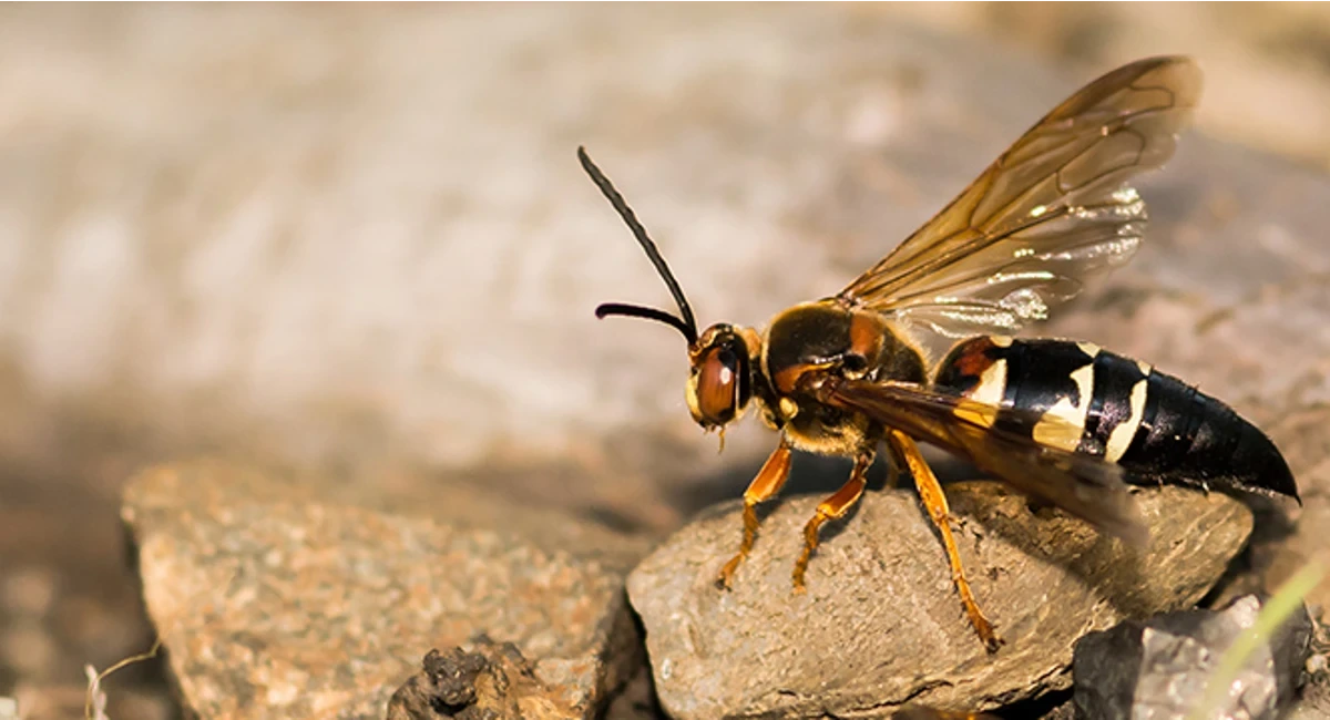 cicada killer wasp