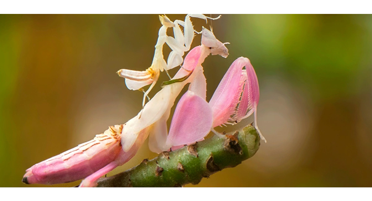 Praying mantis