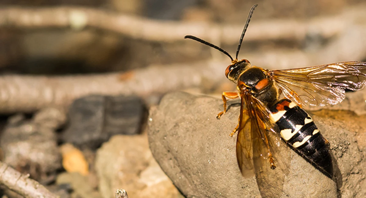 killer wasp