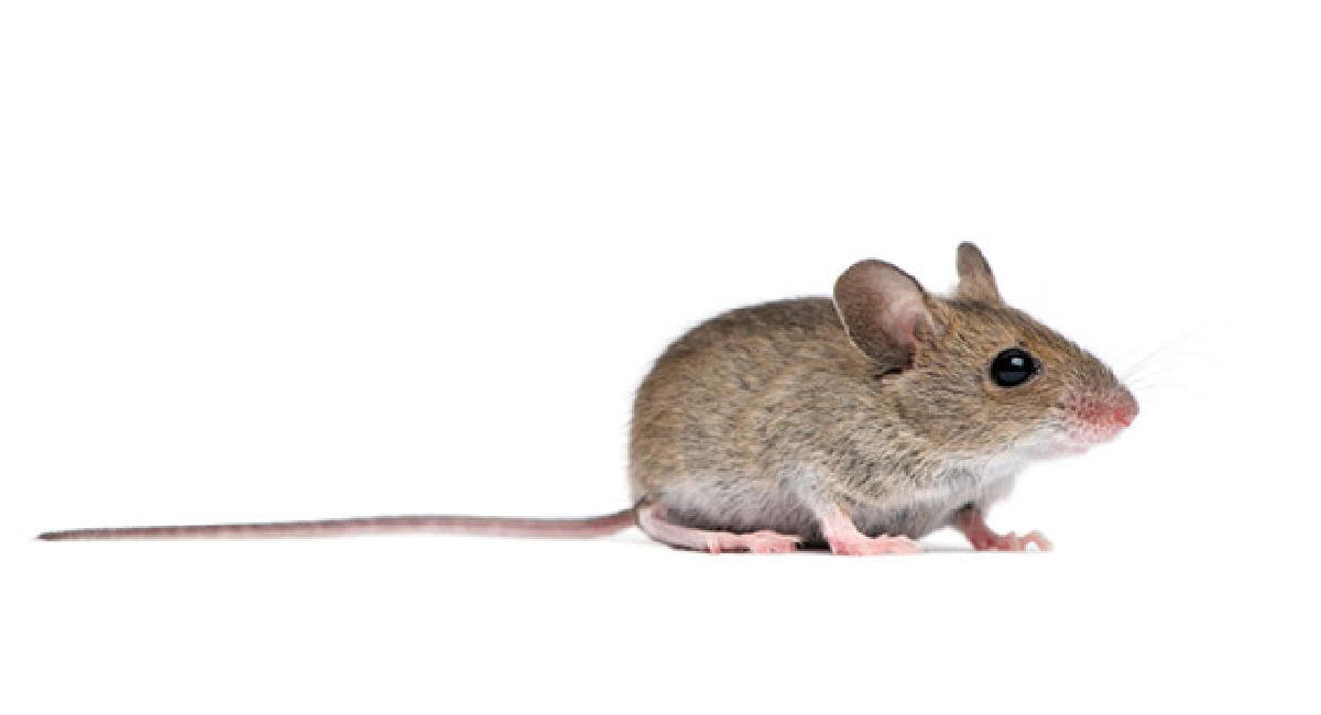 Mice on white background