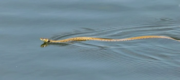 Snake habitats