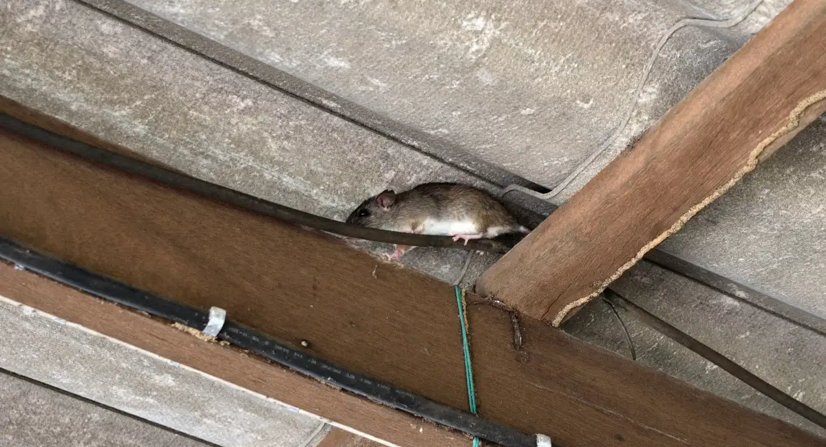 east coast roof rat activity