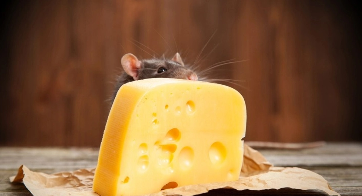 rat climbing on cheese