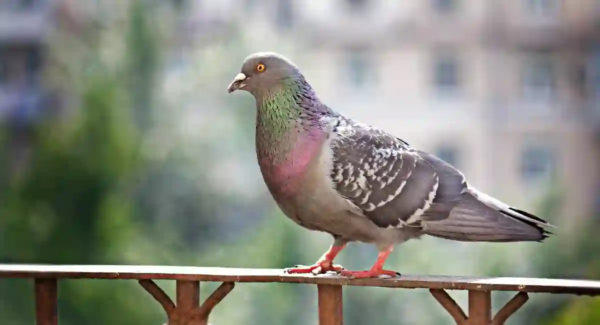 Residential bird control