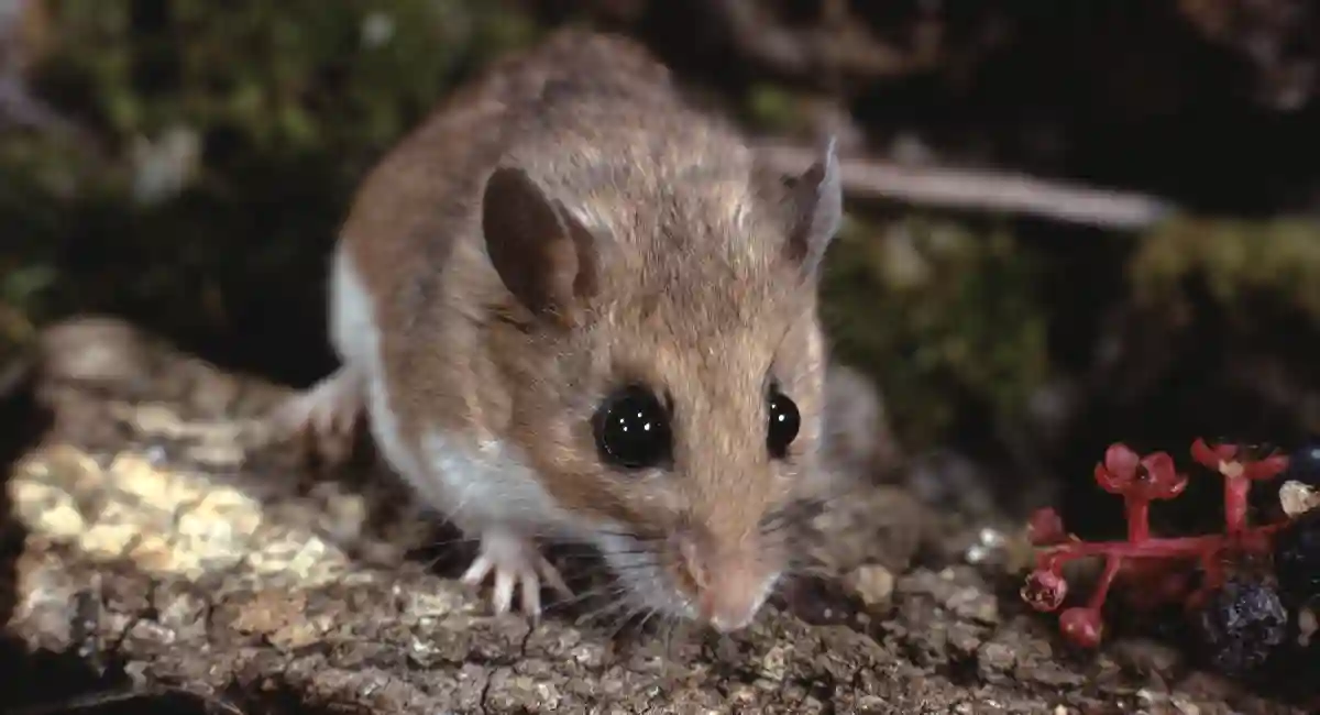 A white-footed mouse standing on a piece of bark