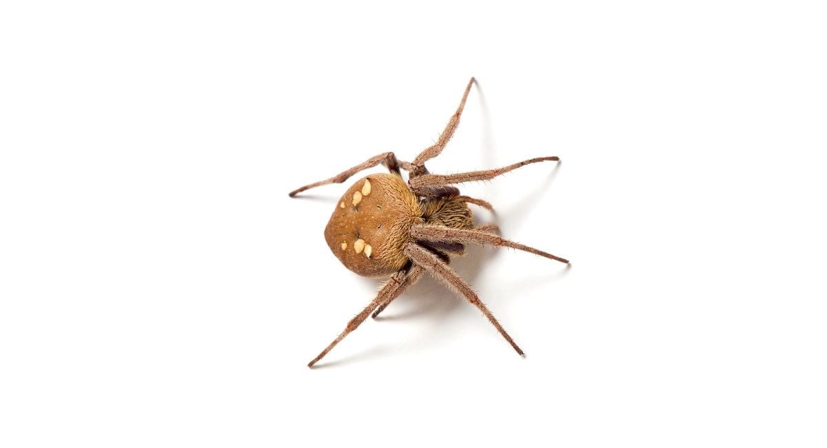 Garden Orb-Weaving Spider