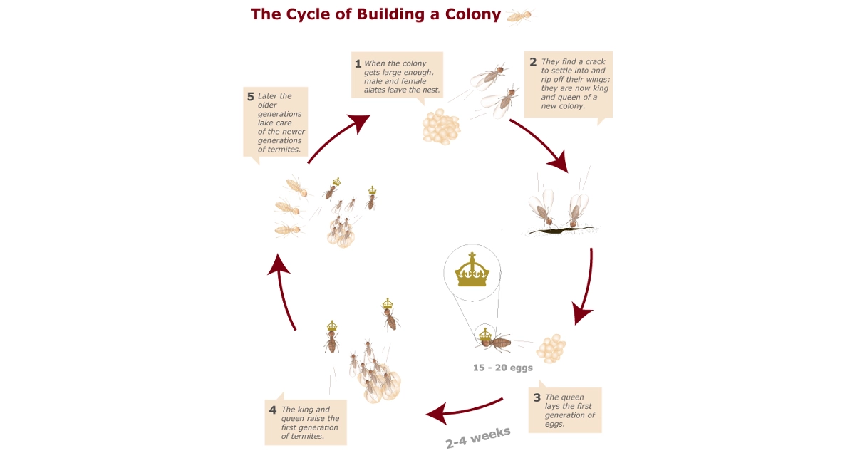 Building a termite colony