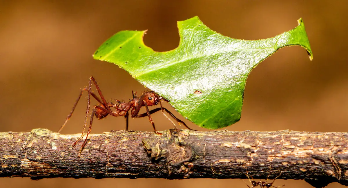 A leaf cutter ant carrying a leaf fragment