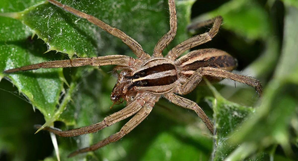 common east coast spiders