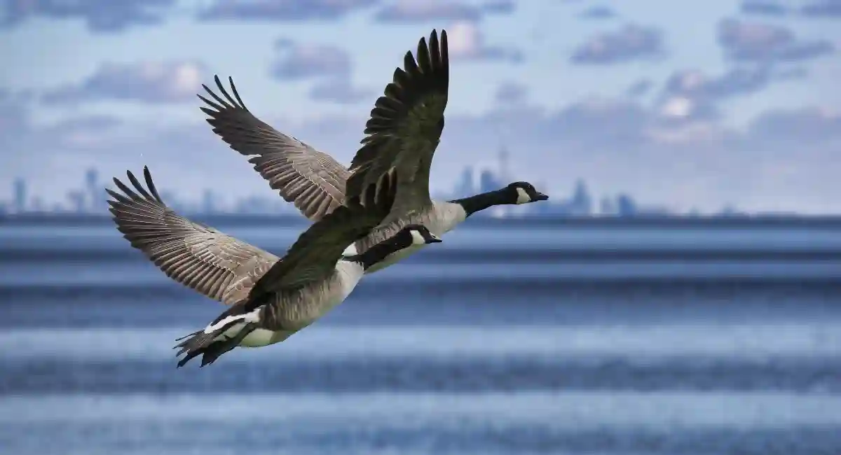 Canadian geese