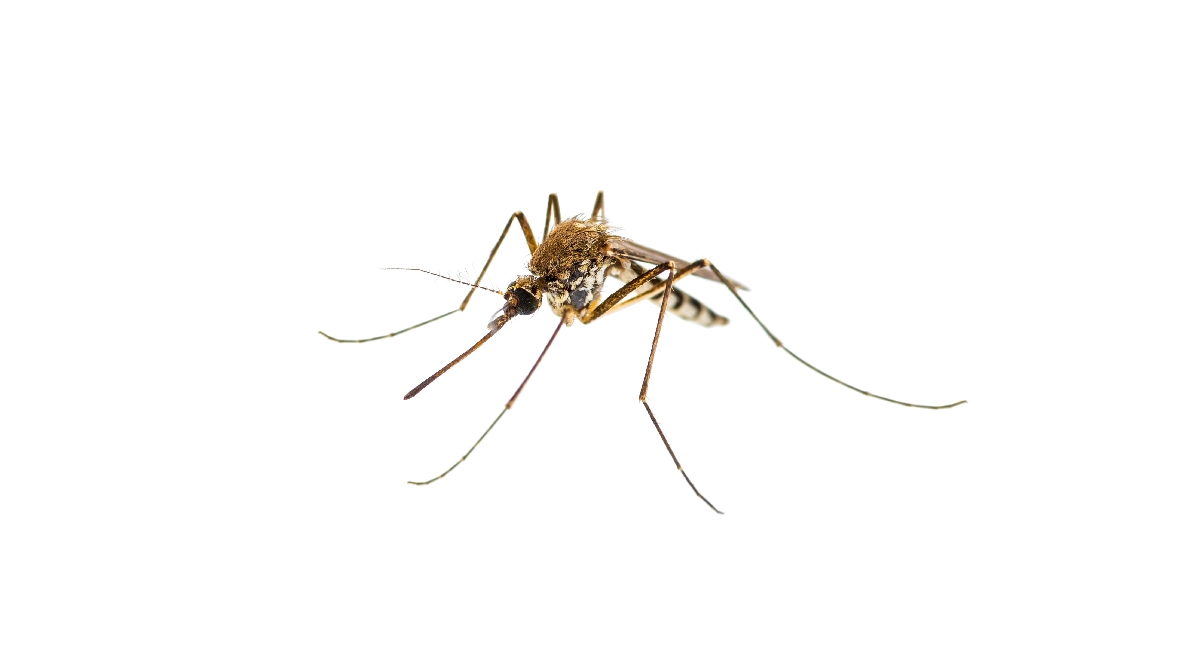 House mosquito