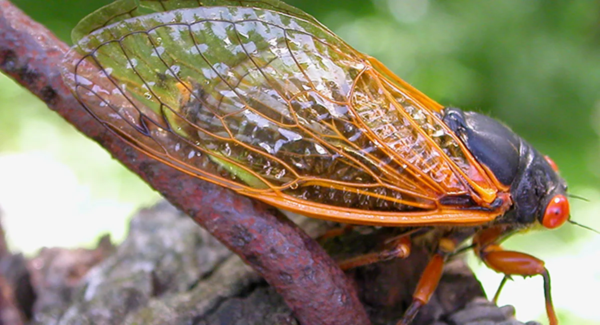 Cicada on a tree