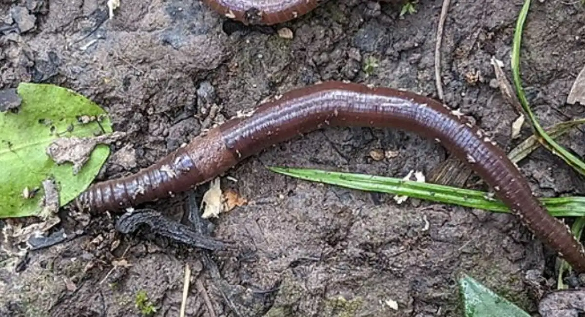 Overhead view of an Asian jumping worm crawling through brown dirt.