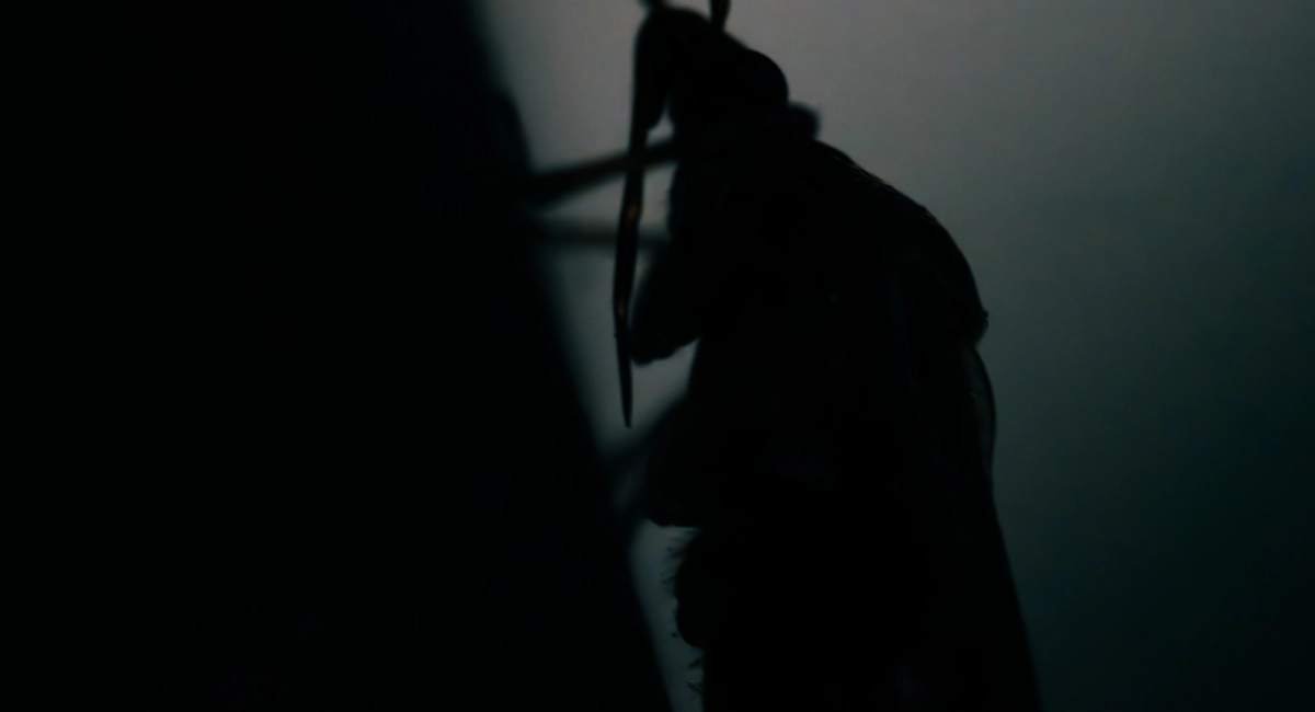 A large cockroach climbs a wall in the dark.