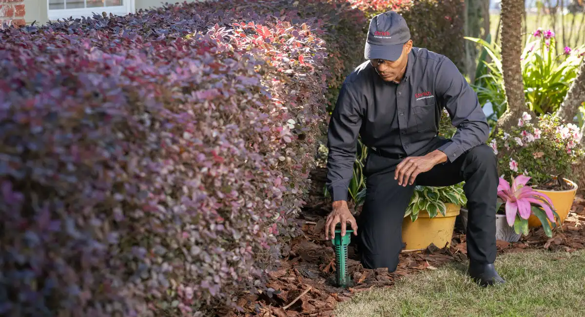 Ehrlich specialist puts termite treatment into the ground