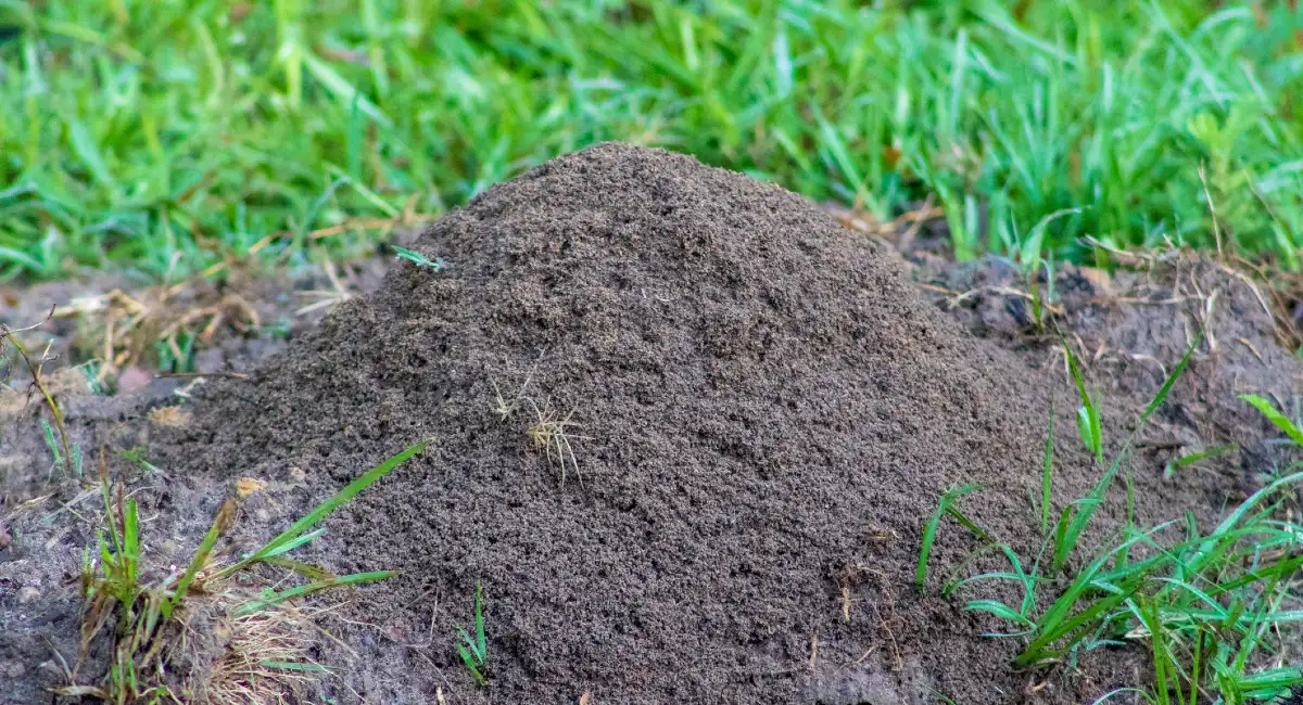 Fire ant hill in grass