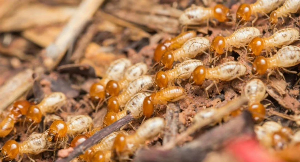 Termite workers