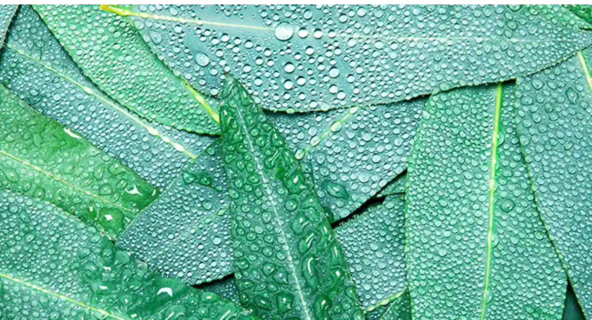 Eucalyptus: Wasp and bee repelling plant