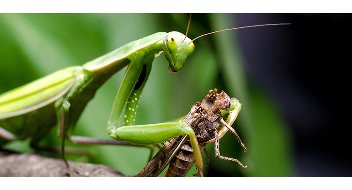 Praying mantis
