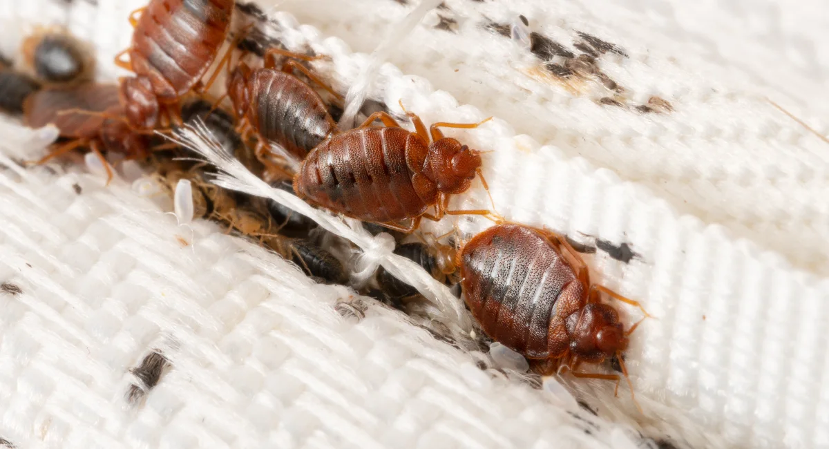 A bed bug colony on a mattress