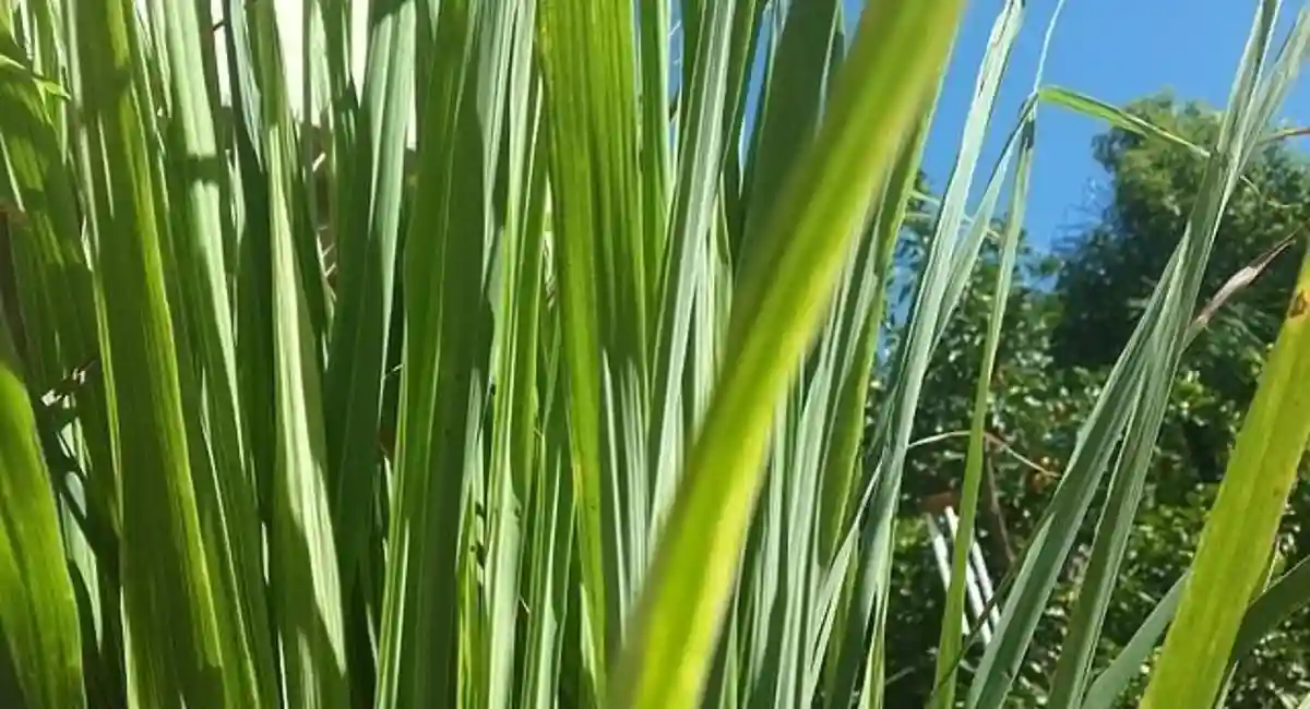 Citronella: Wasp and bee repelling plant