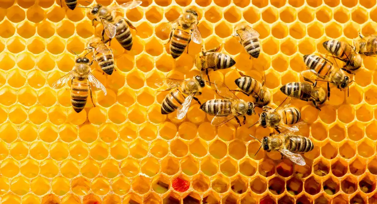 Are bees endangered?