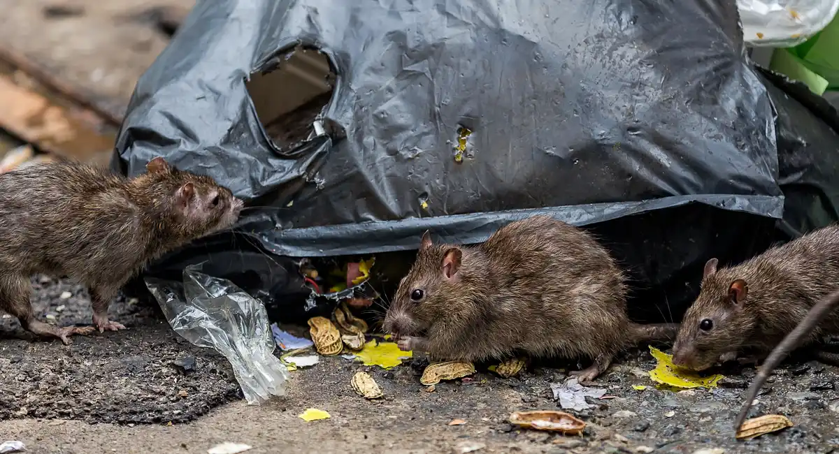 3 rats eating trash