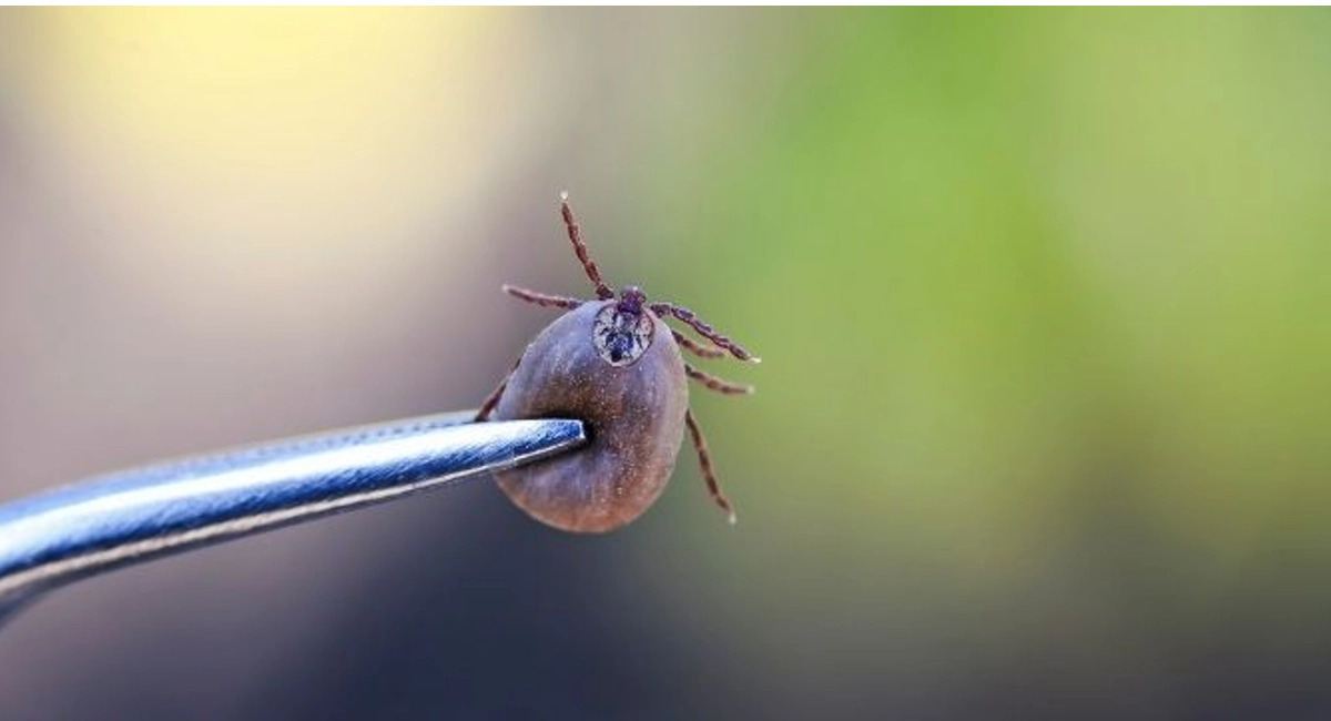 Tick