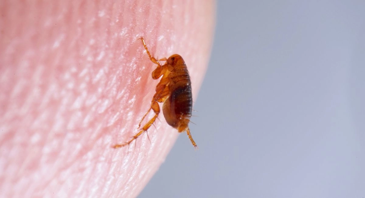 close up of a flea on skin
