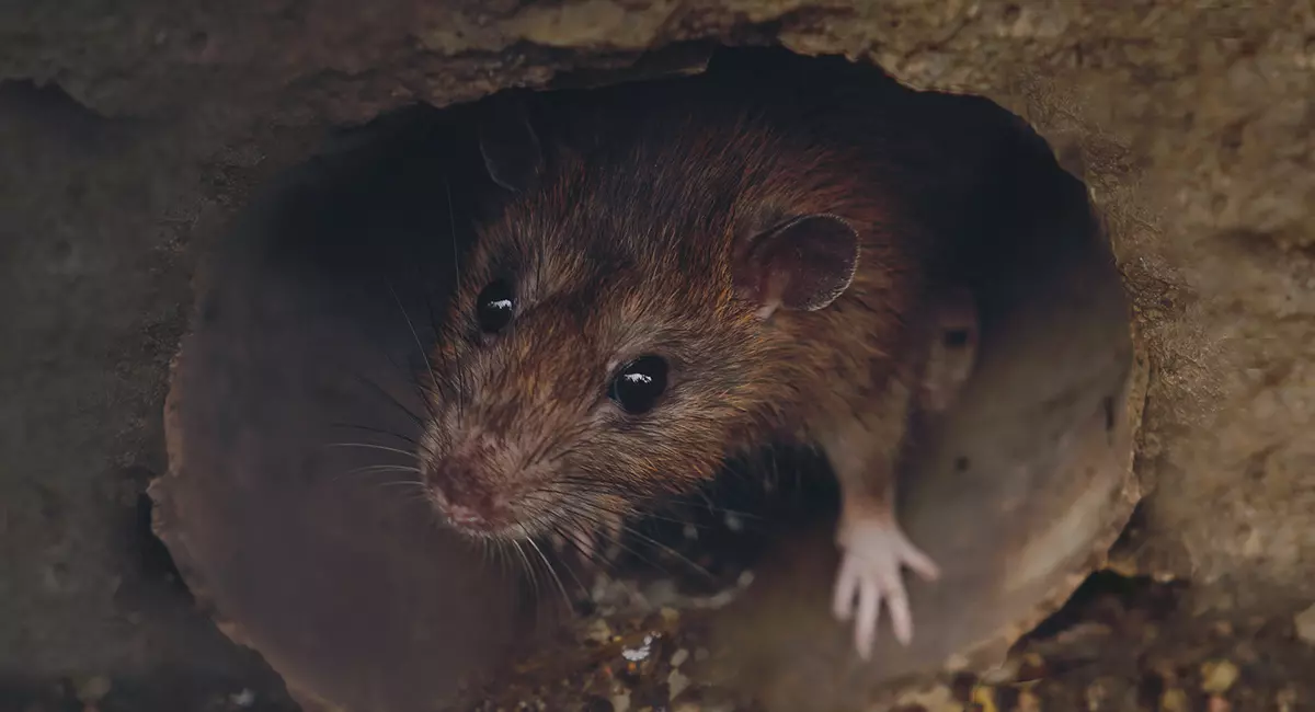 Rat hiding in a pipe