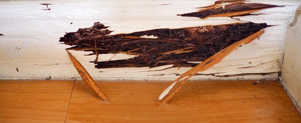 termite damage to a ceiling