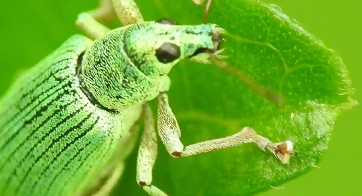Pale Green Weevil