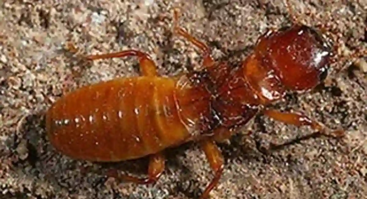 Dampwood termite