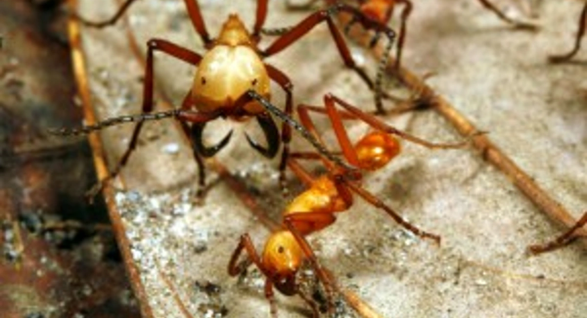 Eciton Hamatun Ants
