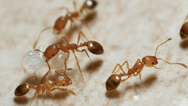 Ants eating sugar