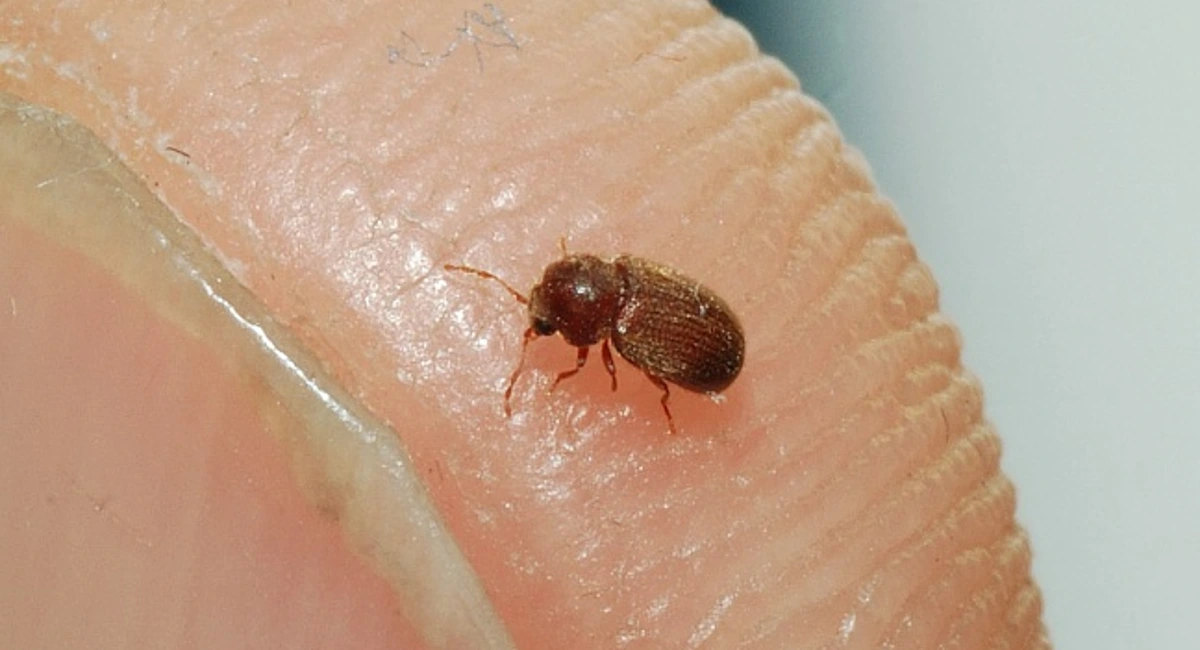 Drugstore beetle on finger