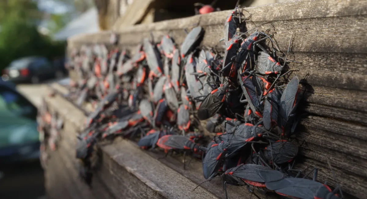 A large group of boxelder bugs on a wooden fence