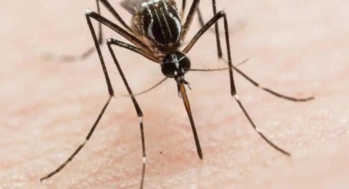 Culex lactator mosquito on skin