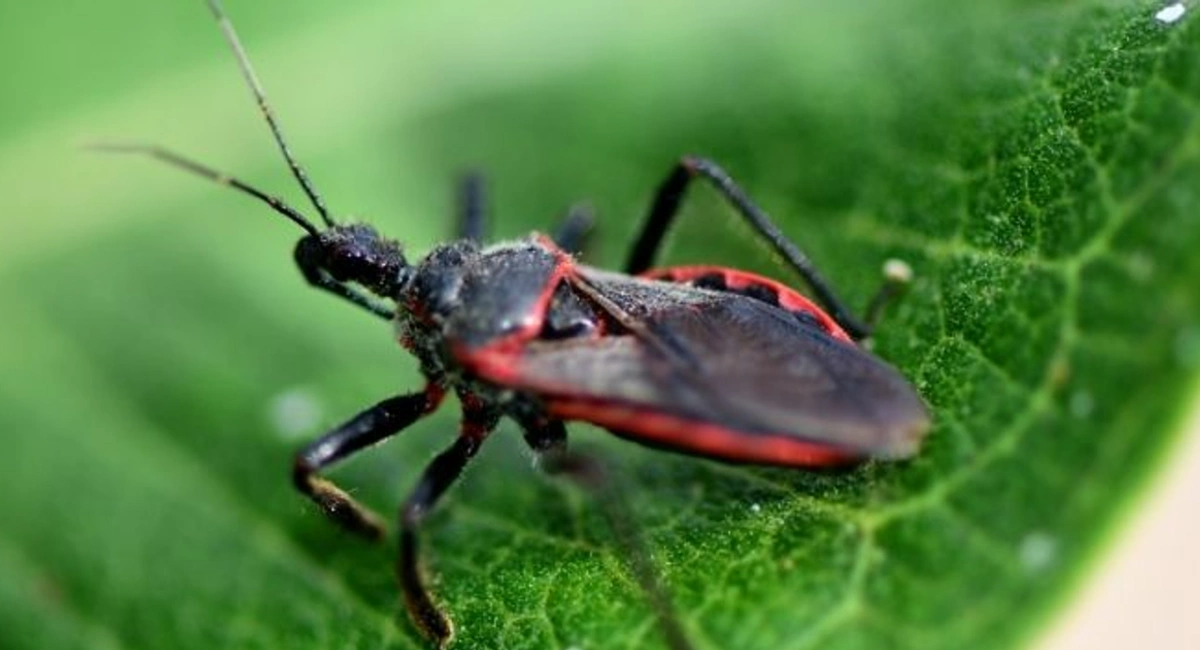 Kissing bug