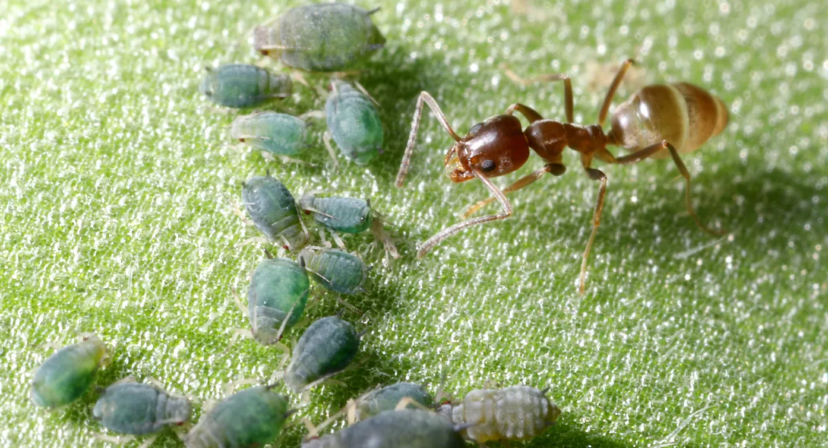 Argentine Ant
