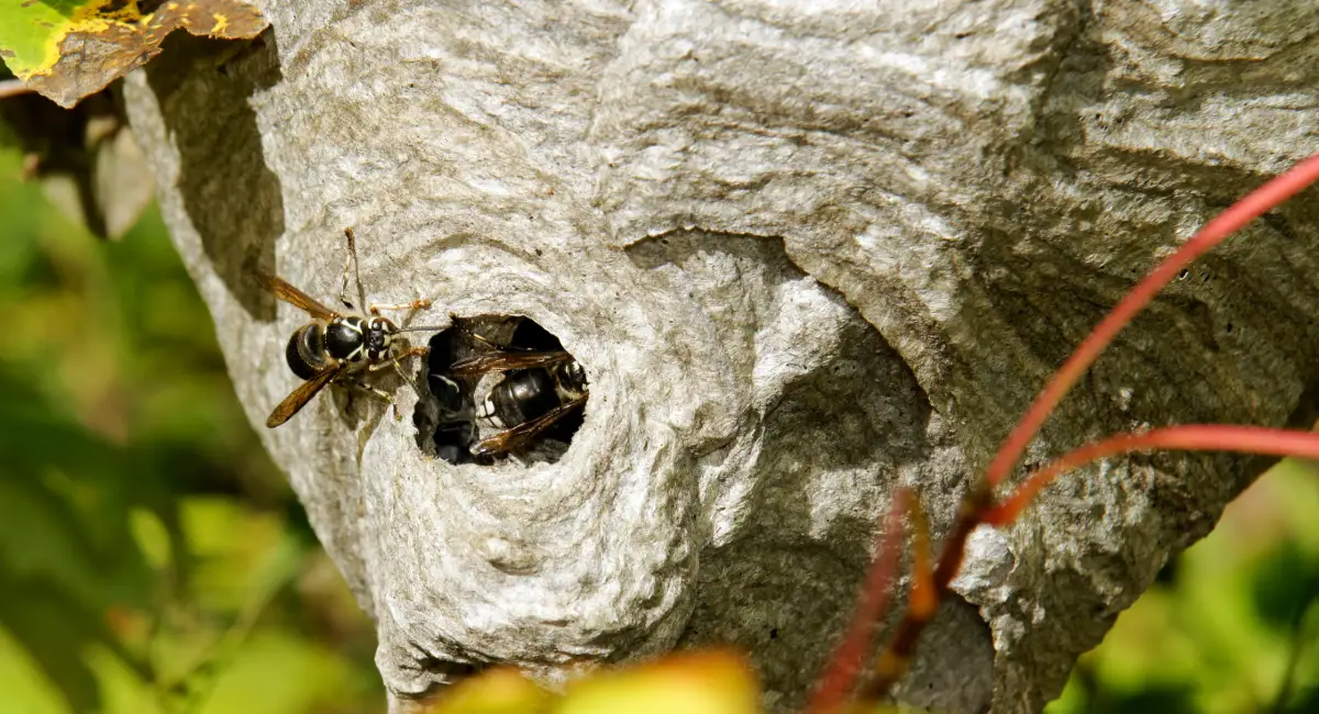 Bald faced hornet nest