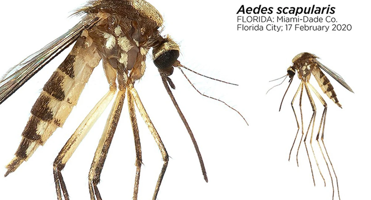 Aedes scapularis mosquito