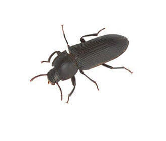 Yellow Mealworm Beetle