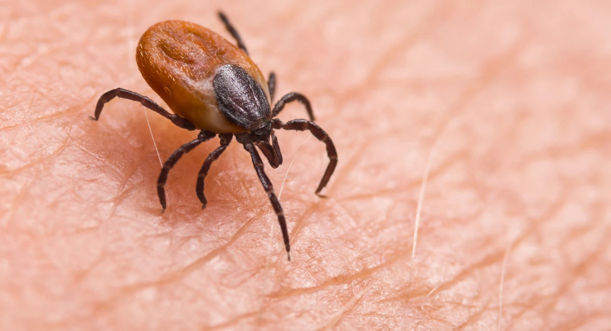 Black legged tick