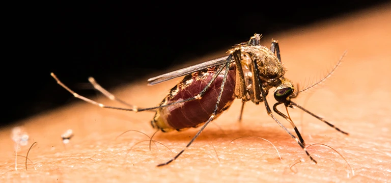 Mosquito biting on skin