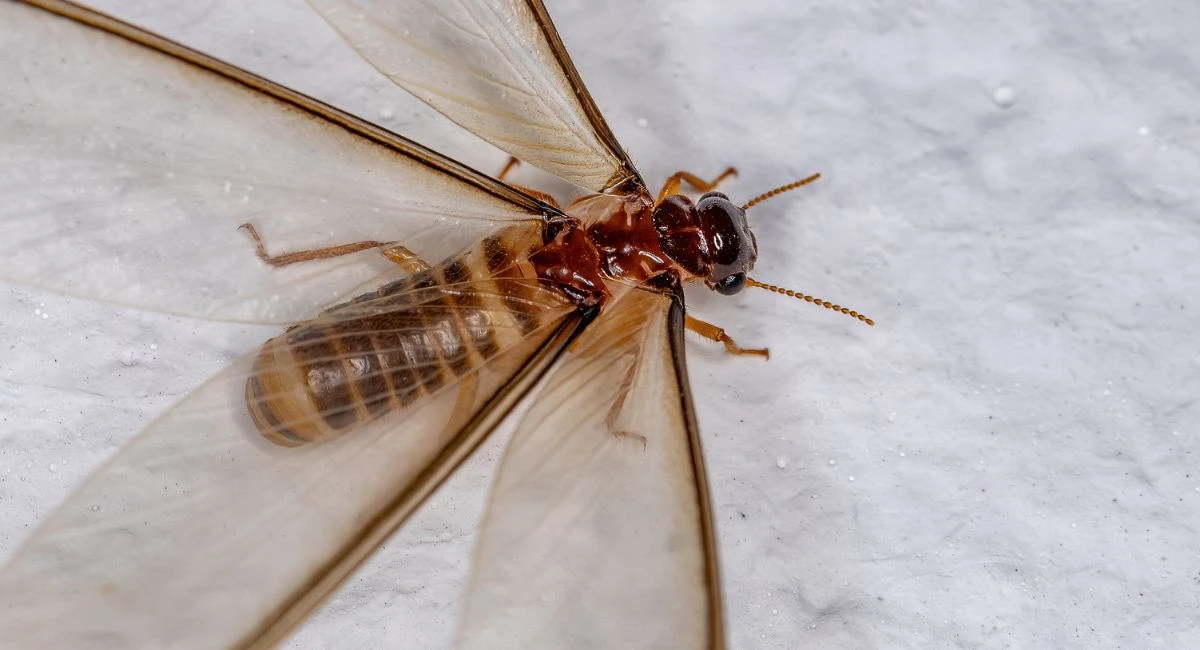 Overhead view of a brown and black flying termite with four translucent wings.